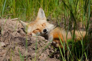 Fox Napping at Rendezvous