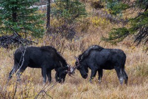 Moose Bullfight