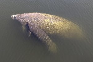 Manatee Mom and Her Baby